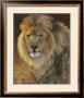 Power And Presence: African Lion by Joni Johnson-Godsy Limited Edition Pricing Art Print