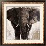 Elephant by Emmanual Michel Limited Edition Print