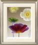 Poppy Suite I by Robert Mertens Limited Edition Print