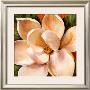 Magnolia Glow Ii by Liv Carson Limited Edition Pricing Art Print