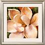 Magnolia Glow Ii by Liv Carson Limited Edition Print