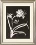 Midnight Lilies by Nolan Winkler Limited Edition Pricing Art Print