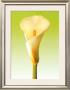Green Callas Trilogy Ii by Inka Vogel Limited Edition Pricing Art Print