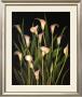 Calla Lily Cluster by Tan Chun Limited Edition Print