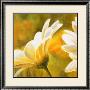 Marguerites Dans Le Soleil Ii by Pierre Viollet Limited Edition Print