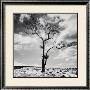 Lone Tree No. 2, Peak District, England by Dave Butcher Limited Edition Print