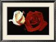 Red And White Roses by Mina Selis Limited Edition Print