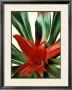 Leaves Of A Plant by Georgia O'keeffe Limited Edition Pricing Art Print