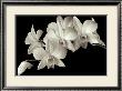 Orchid Ii by Ahmed Sirry Limited Edition Print