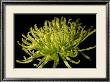 Fuji Mum Ii by Renee Stramel Limited Edition Print