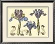 Iris In Bloom Ii by Langlois Limited Edition Print