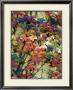 Variegation Of The Vines Ii by Soderberg Limited Edition Print