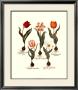 Tulips I by Basilius Besler Limited Edition Print