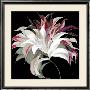 Lily Xxi by Sally Scaffardi Limited Edition Pricing Art Print