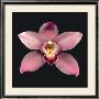 Cymbidium by Harold Feinstein Limited Edition Pricing Art Print