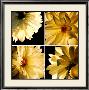 Dahlia Troupe by Helvio Faria Limited Edition Print