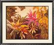 Bromiliads by Linda Amundsen Limited Edition Pricing Art Print