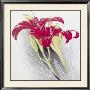 Day-Lilies Ii by Franz Heigl Limited Edition Print