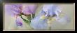 Iris Xxii by Huntington Witherill Limited Edition Pricing Art Print
