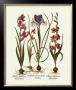 Iris Ii by Basilius Besler Limited Edition Pricing Art Print