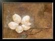 Magnolia In Bloom by Carmen Dolce Limited Edition Print