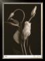 White Lisianthus I by Donna Geissler Limited Edition Print