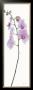 Pink Orchid by Katja Marzahn Limited Edition Pricing Art Print
