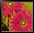 Gerbera Maximus I by Karen Dupre Limited Edition Print