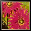 Gerbera Maximus I by Karen Duprã© Limited Edition Print