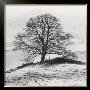 Misty Tree, Peak District, England by Dave Butcher Limited Edition Print