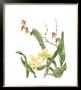 Orchid Ii by Pamela Shirley Limited Edition Print