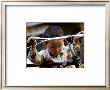 Little Boy With Bike, China by Philippe Body Limited Edition Print