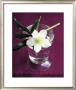 White Hellebore by Amelie Vuillon Limited Edition Print