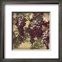 Vintage Grape Vines Iii by Jason Johnson Limited Edition Pricing Art Print