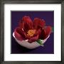 Peony by Carolina Ambida Limited Edition Print