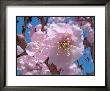 Japanese Cherry Blossom by Yuki Hearn Limited Edition Print