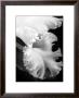 White Orchid by Charlie Morey Limited Edition Print