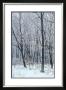 Woodland Snow I by Adam Brock Limited Edition Print