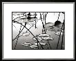 Lily Pads At Dusk by David Gray Limited Edition Pricing Art Print