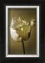 Tulip Ii by Chris Sands Limited Edition Print