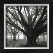 Oak Grove, Winter by William Guion Limited Edition Print