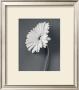 Fresh Cut Gerbera Daisy Ii by Deborah Van Swearingen Limited Edition Pricing Art Print