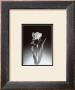 Iris by Elizabeth King Brownd Limited Edition Print