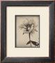 Sepia Peony by Deborah Schenck Limited Edition Print