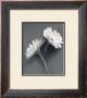 Fresh Cut Gerbera Daisy Iv by Deborah Van Swearingen Limited Edition Print