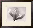 White Magnolia Tree Flower by David Chow Limited Edition Print