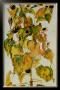 Sunflowers by Egon Schiele Limited Edition Pricing Art Print