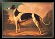 English Greyhound by Benjamin Killingbeck Limited Edition Print