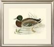 Morris Ducks I by Reverend Francis O. Morris Limited Edition Pricing Art Print