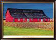 Big Red by Burney Lieberman Limited Edition Pricing Art Print